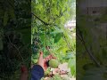 Beautiful Nature Wow Audio