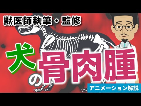犬の軟部肉腫 – 症状と治療