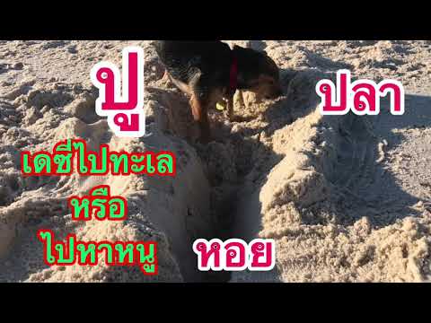 Fort Morgan Dog Friendly Beach