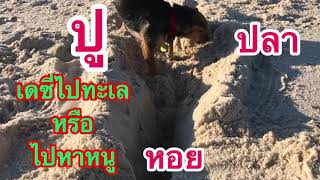 Fort Morgan dog friendly beach in Alabama|Daisy’s Diary บันทึกรักน้องเดซี่