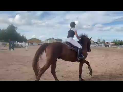 5 yo showjumper Brantz Diamant LK by Brantzau