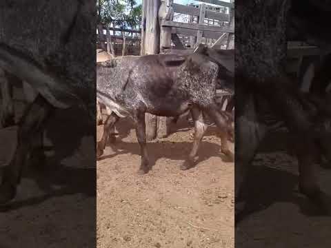 ➡️ *PROMOÇÃO 32 Bezerros: 1.250 reais cada em Sumé/ Paraíba. Whatsapp 84 99810 2784*