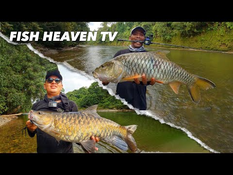 Fishing for the Biggest Hampala Fish in an Inland River in Kalimantan | Fishing for Biggest Hampa...