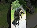 Country horse walk with black Arabian stallion Nasr