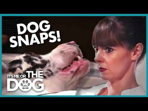 Dog Snaps and Growls at Owner! |  It's Me or the Dog
