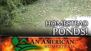 Your Fishing Pond - THE DIRTY TRUTH!