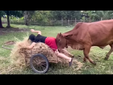 Funniest Farm Animals Caught on Camera