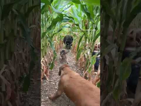 Olha o tamanho do javali no milho #caçada #javali #javaliselvagem #cachorro #cachorros #caçada