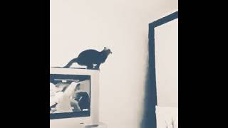 Download lagu kucingnya melawak #storywa #storyig #wa #snap mp3