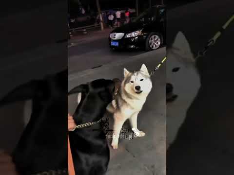 Dog Doberman Vs Husky ☠️ #dogs #dog #fyp #vs