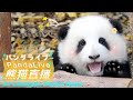 Panda 24 7 HD Live At Chengdu Panda Base
