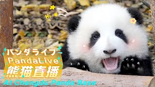 成都ジャイアントパンダ繁殖研究基地