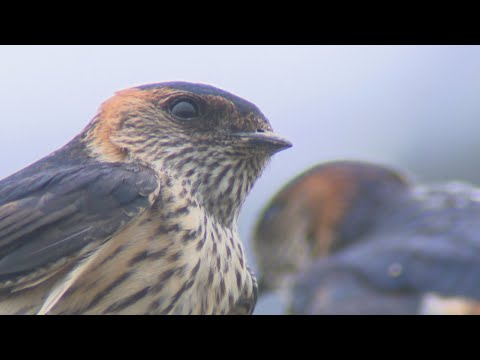 アカツバメについて詳しく解説