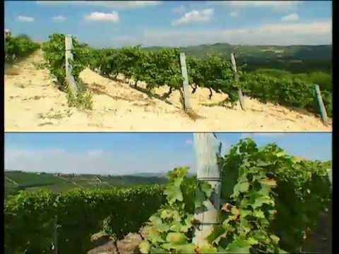 Distilleria Beccaris