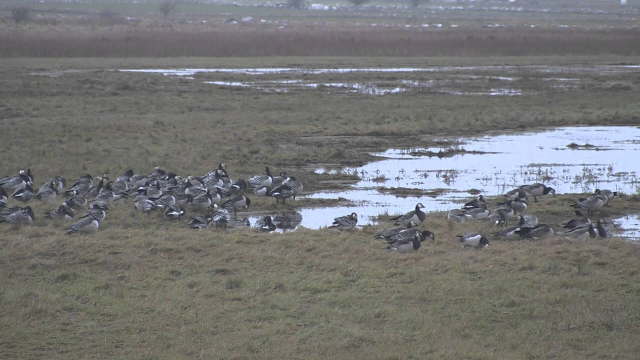 A flock of geese in a wetland, from the documentary Odd Bird (Udda fågel). Photo: Zayera Khan.