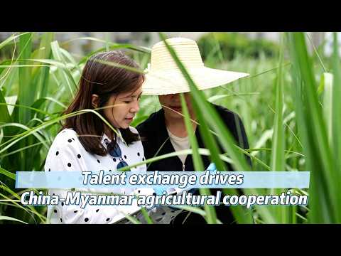 Talent exchange drives China-Myanmar agricultural cooperation