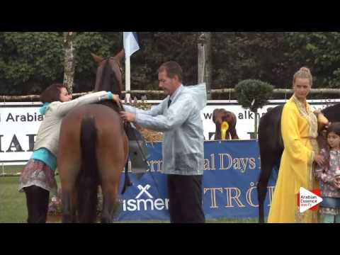 2nd Place N.102 SHADI AL KHALEDIAH - Ströhen 2015 B-Show - Junior Colts Championship (Class Q)