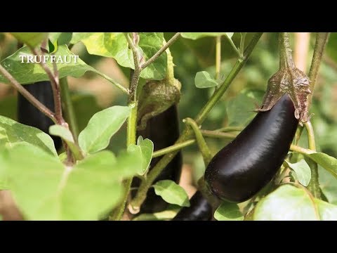 , title : 'Culture de l'aubergine : variétés et plantation - Truffaut'