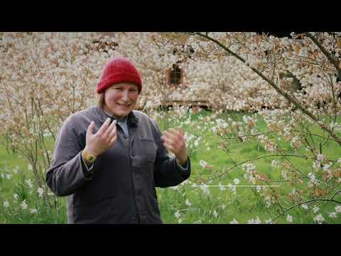 Amelanchier (Snowy mespilus) | Plant of the month April