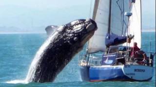 Whale Crashes into a Sail Boat! MUST SEE!