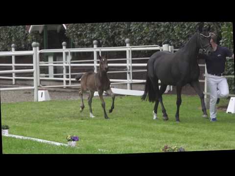 BELIZE C SF v. Danny Zuko - Calido-G (Wel.B)