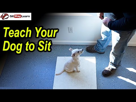 How to Train Your Dog To Sit (Clicker Training)