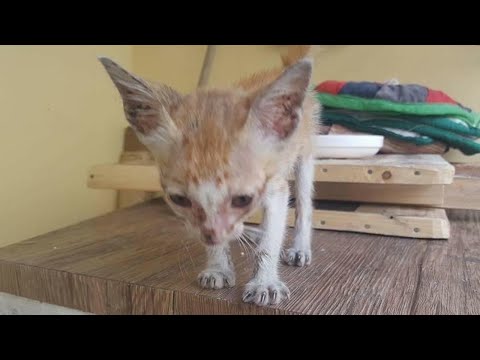 Withings Cardio Check-Up: 新しいアプリ内サービスが導入されました