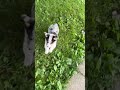 Mixed Breed dogs for sale: Oscar - Video 1