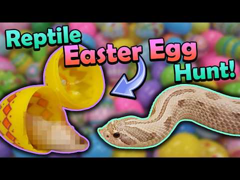 Our Reptiles go on an Easter Egg Hunt!!
