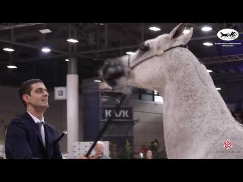 N 40 ALARA   European Championship 2021   VERONA   Mares 7 9 Years Old Class 7