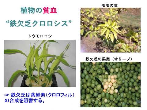 「不良土壌の食料生産」と「食品の栄養強化」【農芸化学コース】農林海洋科学部
