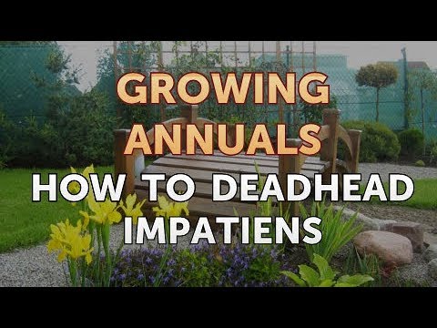 Laws on Growing Poppies