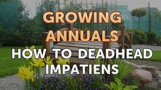 How to Deadhead Impatiens