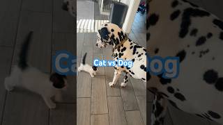The interaction between the dog and the cat 🥰#dogshorts #catshorts #funnydog #cutedog #usa