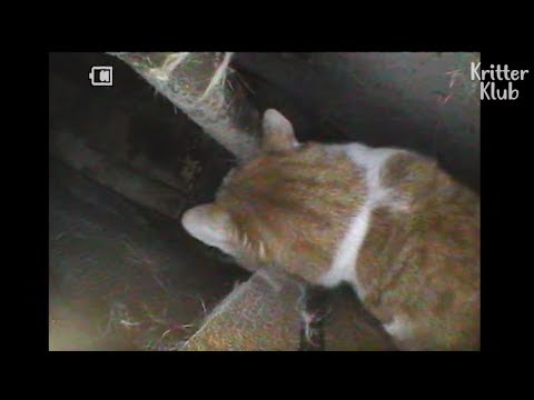 Cat Locked Inside The Wall Could Survive Without Food For 2 Years, Because.. | Kritter Klub