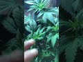 Topping LST To Maximize Canopy In 4x4 Grow Tent