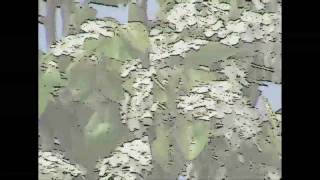 Song for the Asking - Simon and Garfunkel.flv