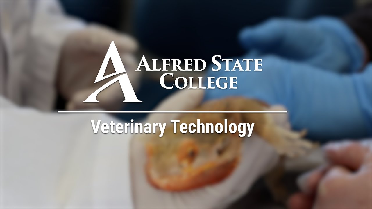 Video preview thumbnail