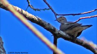 John Fogerty - &quot;Never Ending Song Of Love&quot;