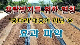 [텃밭농부 1,641]  많은 빗물로 인한 거름의 용탈을 막기 위해 설치 한 멀칭의 효과파악. #토양만들기