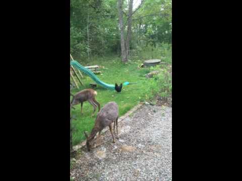 Rådjur träffar på höns i trädgården