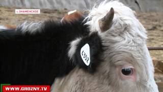 В Чечне продолжается кампания по биркованию и вакцинации мелкого и крупного рогатого скота 