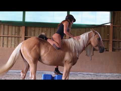 MUSTANG MAKEOVER 2018 Team Emilia (TAG 4361) - Update 4