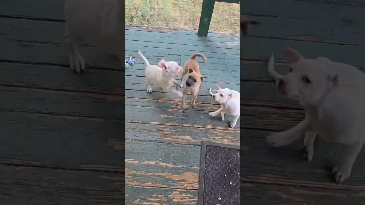 Enlarge Popcorn, a ADOPTABLE mixed breed in Boulder, CO video 2/6