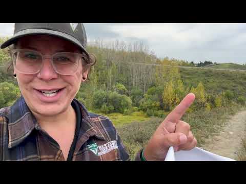 Quaking Aspen (Populus tremuloides)
