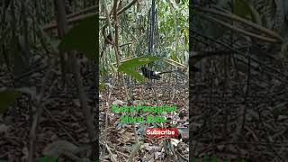 Download lagu Suara Panggilan Murai Batu suara asli hutan mp3 Download lagu Suara Panggilan Murai Batu suara asli hutan mp3
