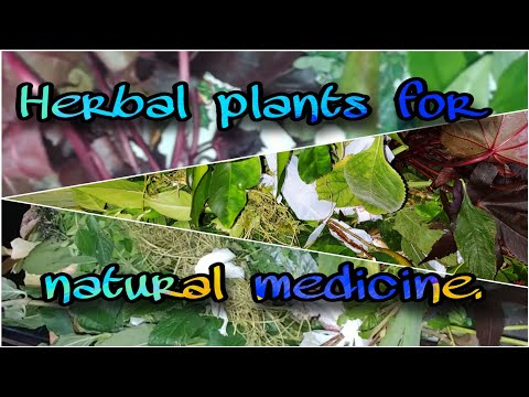 Vin aprann kijan pou fé medikaman avék diferan kalite féy.|