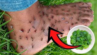 Get Rid of Mosquitoes With This Instant Spray -Without Chemicals