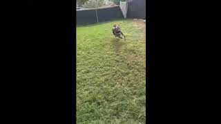 Video preview image #1 Boxerhoula Puppy For Sale in Chandler, AZ, USA