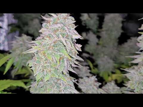 week 8 day 56 flower tent update and pre harvest night video